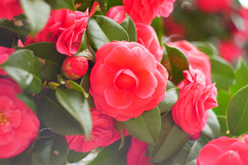 natural bouquet of red roses