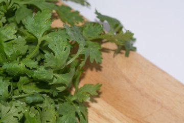 coriander