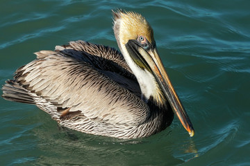 Fototapeta na wymiar Pelican Pose