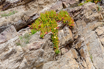 The plant (Carpobrotus edulis)