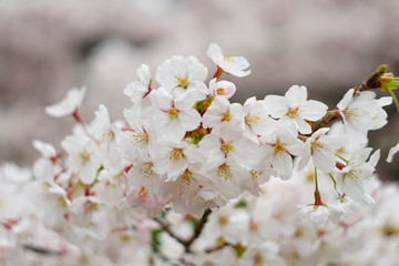 cherry blossom in the park , Japan