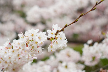 cherry blossom in the park , Japan