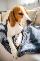 Beagle dog Laying on blanket on a couch.