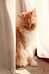 Hauskatze