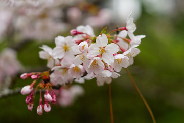 cherry blossom in the park , Japan