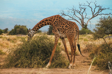 giraffe in serengeti national park tanzania africa