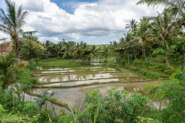 Fototapeta na wymiar Flooded rice fields and green palm trees near Mount Rinjani in Lombok, Indonesia