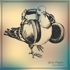hand-drawn city grey pigeon wearing headphones