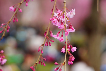 cherry blossom in the park , Japan