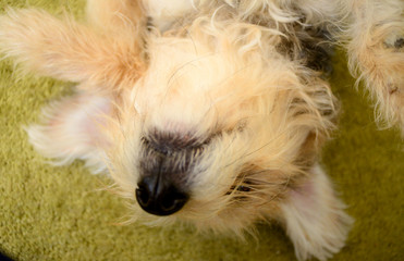 Rescue puppy being playful and cute