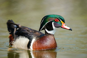 Wood Duck Drake