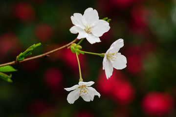 cherry blossom in the park , Japan