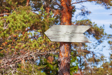 Old wooden pointer in the form of an arrow on a  dry tree in the summer forest, place for your text