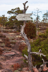Old wooden pointer in the form of an arrow on a  dry tree in the summer forest, place for your text