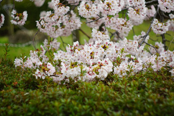 cherry blossom in the park , Japan