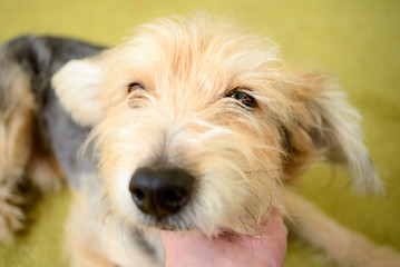 Rescue puppy being playful and cute
