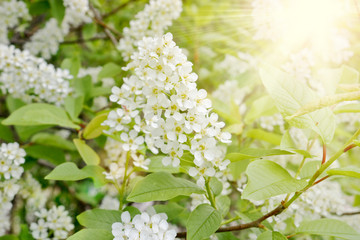 Bird cherry branch (Prunus padus) with white flowers in the Sun Ray. Prunus, hackberry, hagberry, or Mayday tree blooms in the forest in spring.