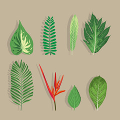 Tropical Leaves Collection on isolate vector. Beautiful Set. Vector illustration.