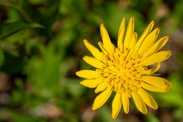stahlend gelbe Blume
