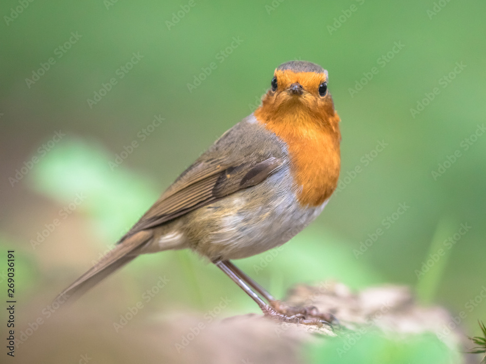 Sticker red robin in bright garden