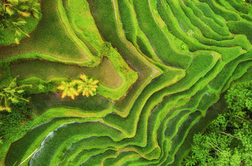 Aerial view of rice terraces. Landscape with drone. Agricultural landscape from the air. Rice...