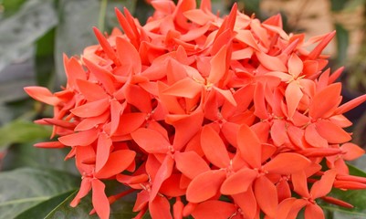 A vida é magnífica