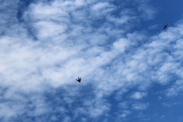 golondrinas volando en el cielo