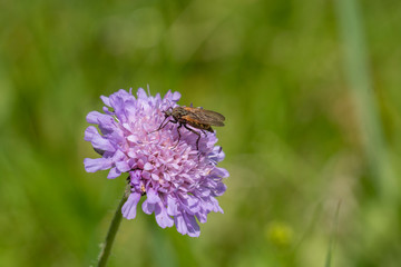 Insekt an Skabiosen-Bl&uuml;te