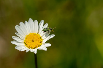 Obraz premium Käfer auf Margeriten-Blüte