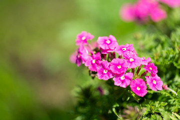 Small pink garden flowers. Small depth of field
