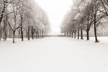 Snowy path into several trees in a forest