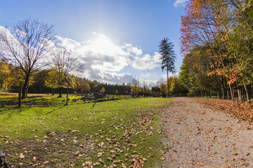 tree in the middle of green meadow with blue sky background