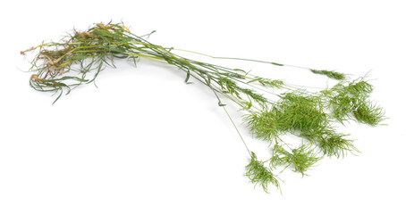 Poa alpina, commonly known as alpine meadow-grass or alpine bluegrass. Isolated