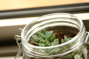 屋内で育つ植物