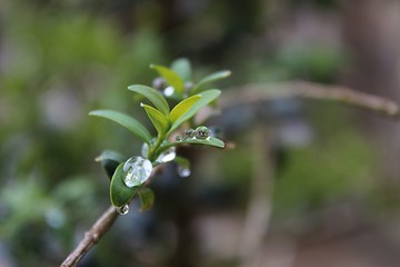 gotas sobre una hoja (drops on a leave)