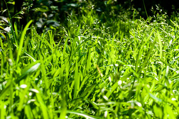 Green grass closeup natural background