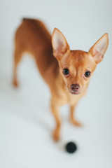 Toy Terrier. Little cute dog close up