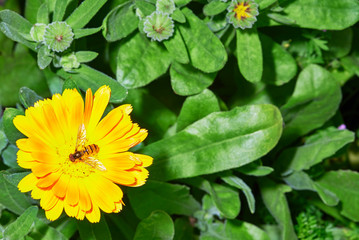 Yellow flowers and insect