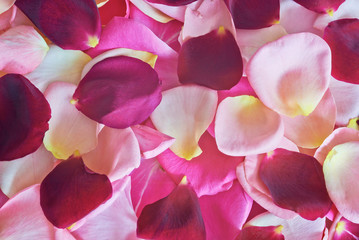 Rose petals different colors