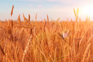 Fototapeta premium field of Golden ripe wheat against the blue sky. harvest.