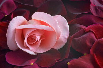 Pink rose and petals