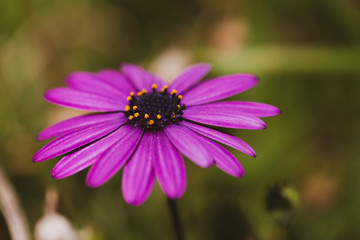 Fototapeta premium Purple daisy in the garden 