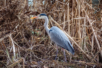 A Great Blue Heron bird hunting on the canalside - Grand Union Canal - Milton Keynes 1