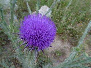 Spanish Purple Thistle Plant, Cardo Borriquero