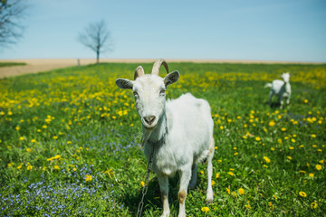Fototapeta premium white goats graze on a flowering meadow in summer
