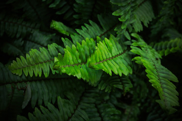 Naklejka na ściany i meble Fern, beautiful green fern leaves. fern bush. night, vintage style