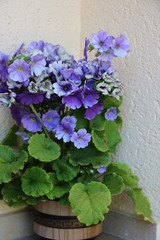 Ausgefallene Geranie im alten Topf auf Treppe vor dem Haus