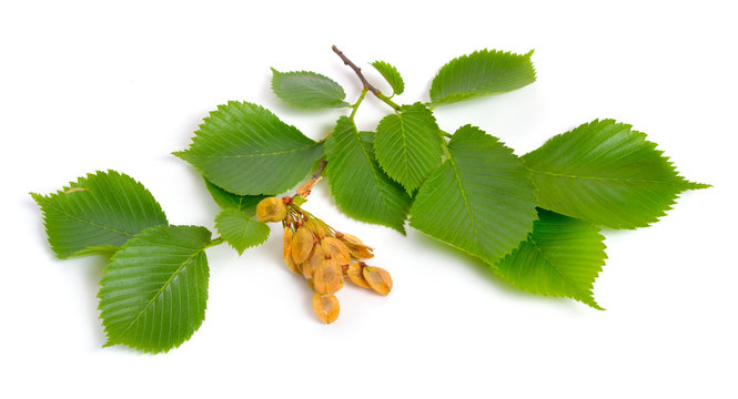 leaves and seeds of Elms Isolated on white background