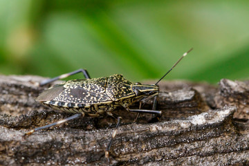 Image of stink bug (Erthesina fullo) on tree. Insect. Animal
