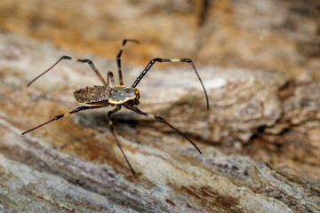 Image of Ornate Orb-weaver spider (Herennia multipuncta) on dry tree. Insect, Animal.